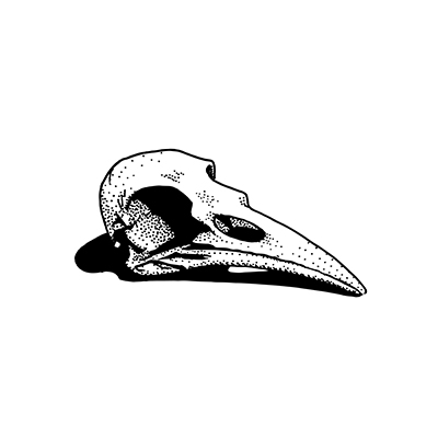 Drawing of a bird's skull