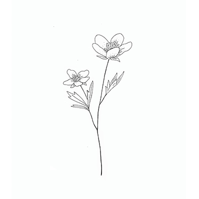Drawing of a buttercup