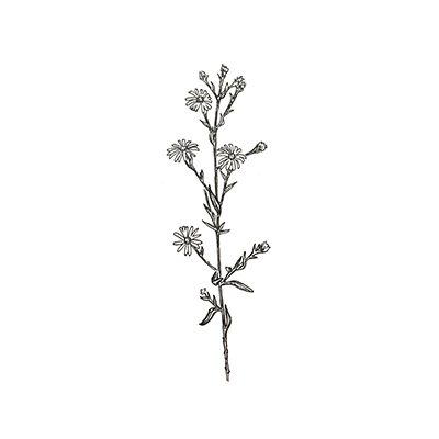 Drawing of some wildflowers